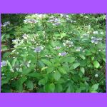 Rosedown Plantation Garden 14.jpg